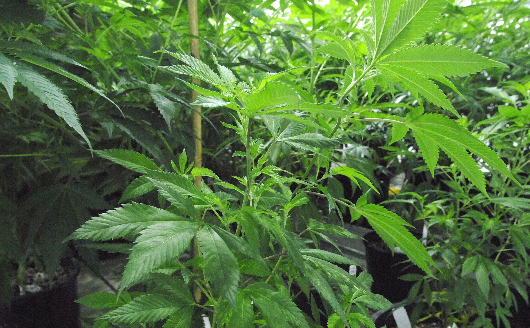 060119-blm-loc-3marijuana